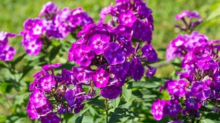 Der Stauden-Phlox ist eine beliebte Art, da er mit rund einem Meter Höhe und attraktiven Blüten jedes Staudenbeet aufwertet.