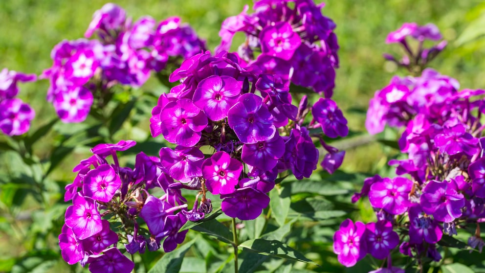 Der Stauden-Phlox ist eine beliebte Art, da er mit rund einem Meter Höhe und attraktiven Blüten jedes Staudenbeet aufwertet.