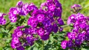 Der Stauden-Phlox ist eine beliebte Art, da er mit rund einem Meter Höhe und attraktiven Blüten jedes Staudenbeet aufwertet.