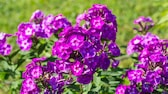 5 schnell wachsende Bodendecker für den Garten