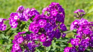 Der Stauden-Phlox ist eine beliebte Art, da er mit rund einem Meter Höhe und attraktiven Blüten jedes Staudenbeet aufwertet.