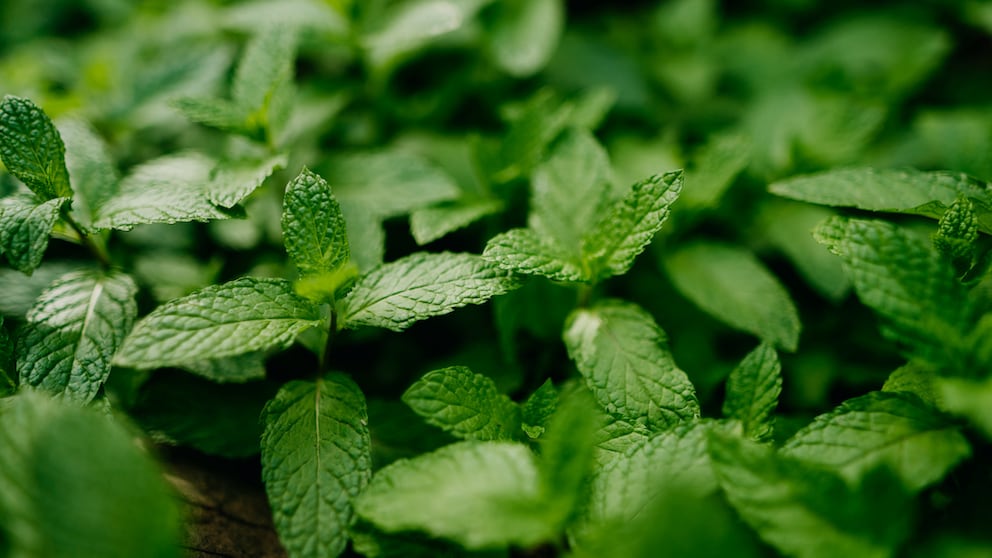 Minze ist zwar ein vielfach wirksames Heilkraut, im Garten jedoch kann sie problematisch sein