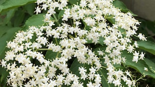 Im Frühsommer zieren breite Trugdolden den schwarzen Holunder