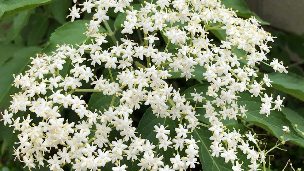 Im Frühsommer zieren breite Trugdolden den schwarzen Holunder