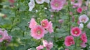 Stockrosen blühen in den unterschiedlichsten Farben, dazu zählen unter anderem Weiß, Rosa und Pink