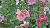 Stockrosen blühen in den unterschiedlichsten Farben, dazu zählen unter anderem Weiß, Rosa und Pink