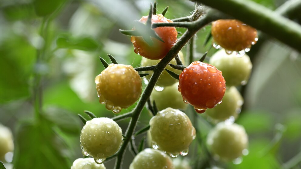 Der Sommer ist vorbei und die Tomaten sind nicht rot geworden? Das kann mehrere Gründe haben.