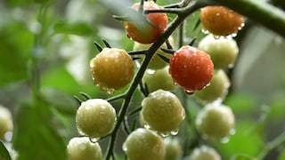 Der Sommer ist vorbei und die Tomaten sind nicht rot geworden? Das kann mehrere Gründe haben.