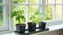 Will man Tomatenpflanzen überwintern, muss man besonders gründlich und geduldig sein