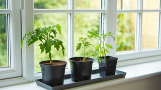 Will man Tomatenpflanzen überwintern, muss man besonders gründlich und geduldig sein