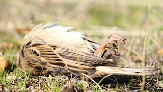 Toter Vogel im Garten