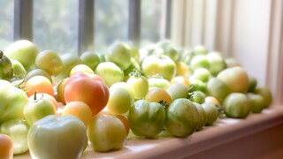 Im Herbst reifen Tomaten im Garten, auf dem Balkon oder dem Gewächshaus nicht mehr. Man sollte sie trotzdem ernten und nachreifen lassen.