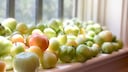 Im Herbst reifen Tomaten im Garten, auf dem Balkon oder dem Gewächshaus nicht mehr. Man sollte sie trotzdem ernten und nachreifen lassen.
