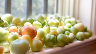 Im Herbst reifen Tomaten im Garten, auf dem Balkon oder dem Gewächshaus nicht mehr. Man sollte sie trotzdem ernten und nachreifen lassen.