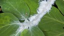 Bei einem besonders starken Befall von Wollläusen, sollte man die betroffenen Pflanzenteile abschneiden