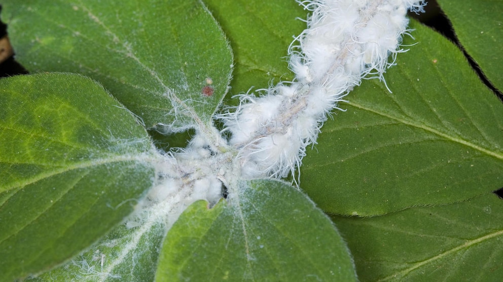 Bei einem besonders starken Befall von Wollläusen, sollte man die betroffenen Pflanzenteile abschneiden