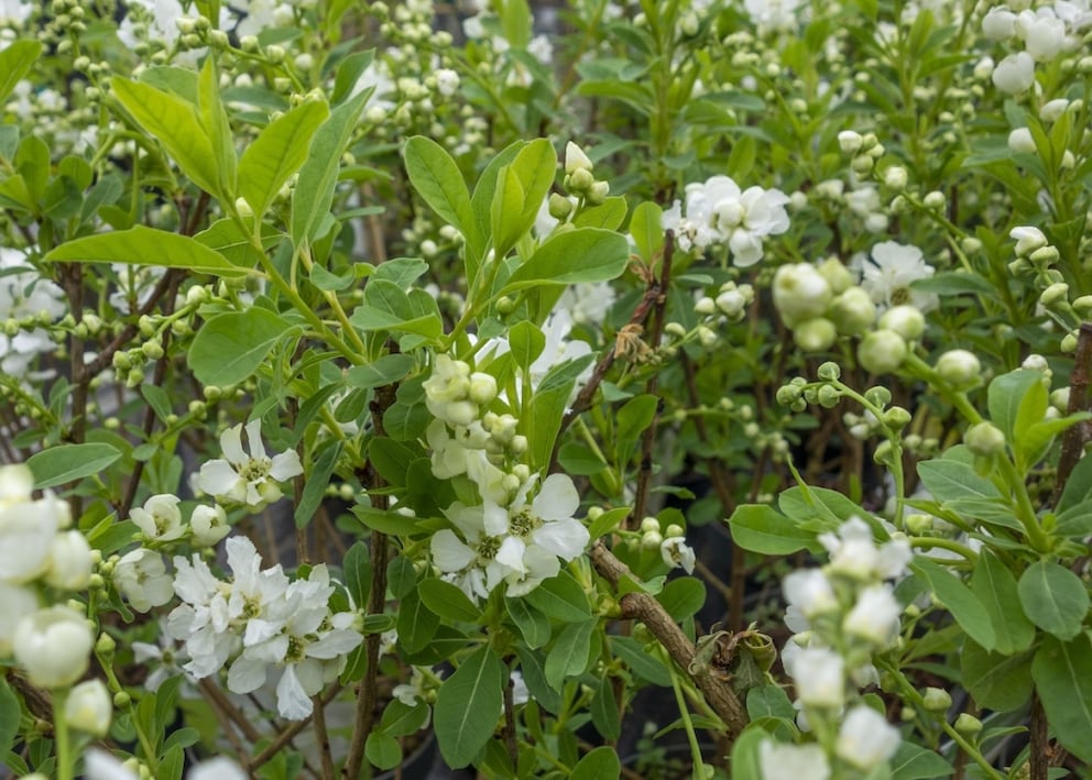 Die Blüten der Zwergkirsche sind bei Bienen und anderen Insekten besonders beliebt