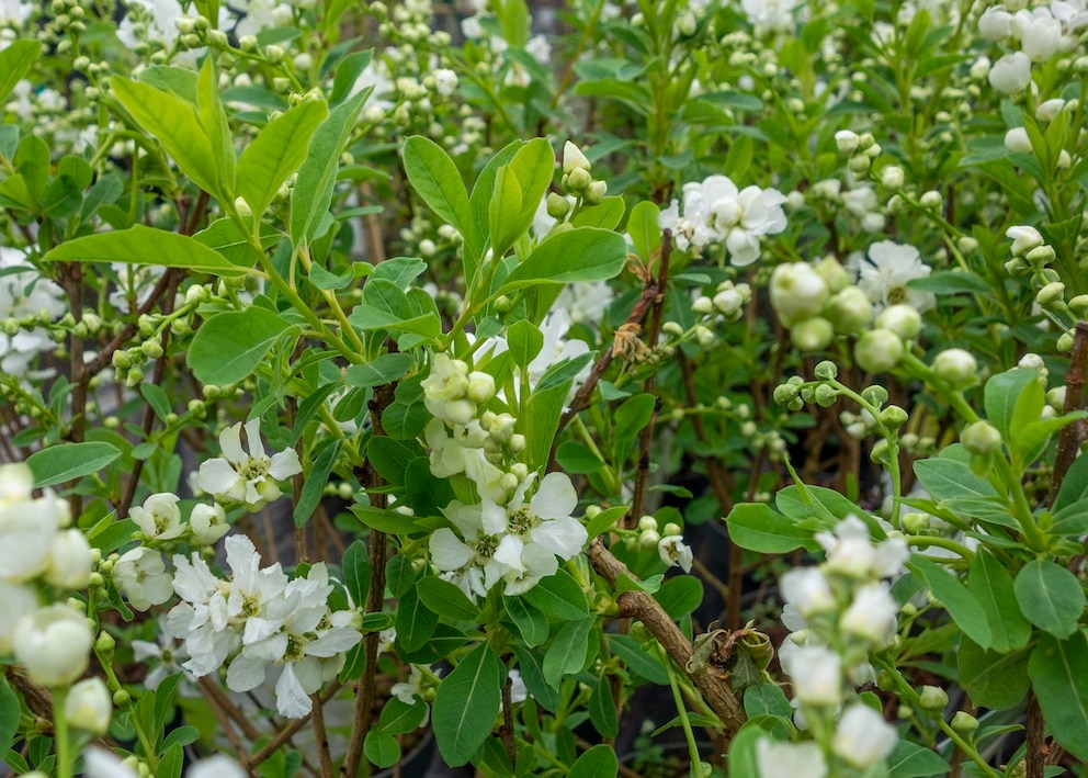 Die Blüten der Zwergkirsche sind bei Bienen und anderen Insekten besonders beliebt