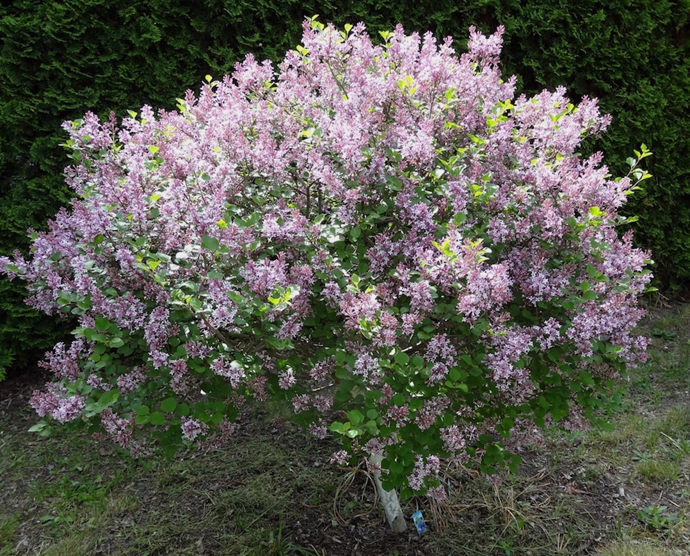 Im Mai und Juni zeigt der Zwergflieder seine stark duftenden Blüten