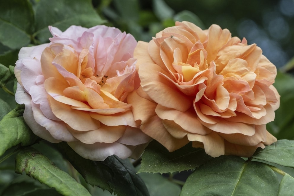 Unter Englischen Rosen versteht man Kreuzungen aus Alten Rosensorten mit modernen Hybriden. Das Ergebnis sind Rosen mit besonders gefüllten Blüten