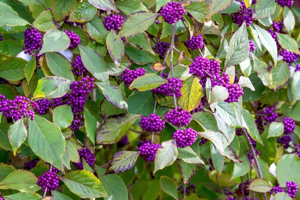 Die Beeren des Liebesperlenstrauchs sind giftig und sollen daher nicht gegessen werden