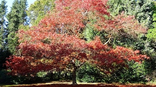 Besonders im Herbst ist die Amerikanische Roteiche, der Baum des Jahres 2025, eine echte Augenweide