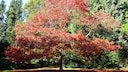 Besonders im Herbst ist die Amerikanische Roteiche, der Baum des Jahres 2025, eine echte Augenweide