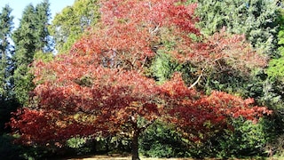 Besonders im Herbst ist die Amerikanische Roteiche, der Baum des Jahres 2025, eine echte Augenweide