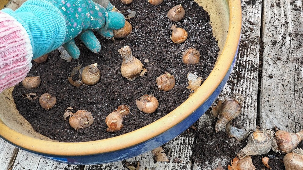 Im Herbst ist die Zeit gekommen, um die Blumenzwiebeln für die kommende Saison in die Erde zu bringen
