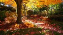 Bäume mit leuchtender Herbstfärbung sorgen für den „Indian Summer“ im Garten