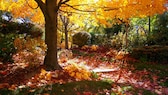 Bäume mit leuchtender Herbstfärbung sorgen für den „Indian Summer“ im Garten