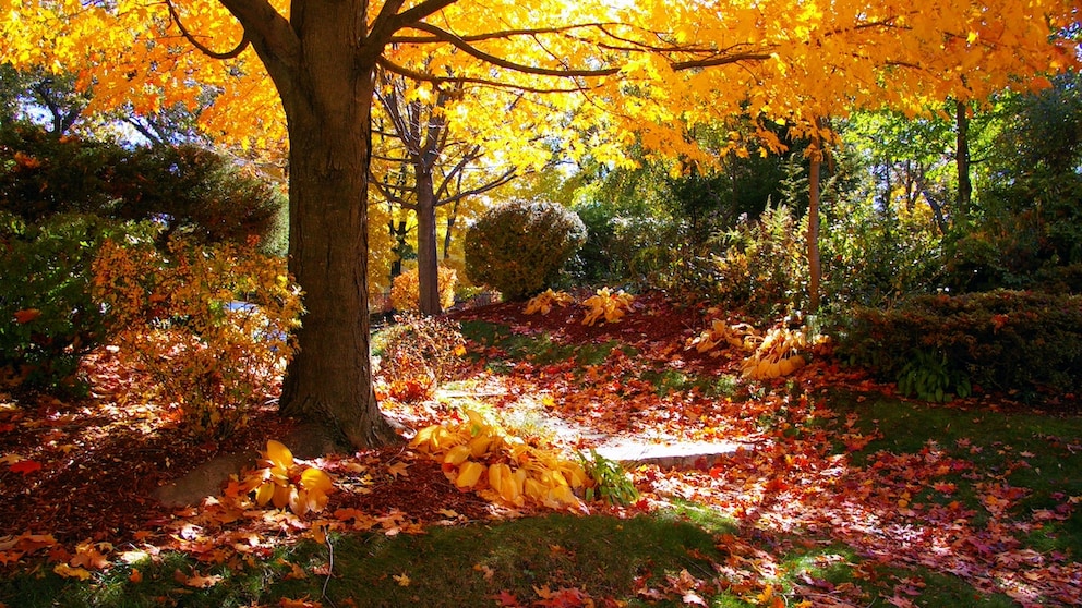 Bäume mit leuchtender Herbstfärbung sorgen für den „Indian Summer“ im Garten