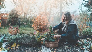Im Oktober sollte man die letzten Sonnenstrahlen nutzen, um den Garten für den Winter vorzubereiten