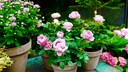 Englische Rosen gelten allgemein hin als winterhart. Auf ein sch&uuml;tzendes Gartenvlies sollte man jedoch dennoch nicht verzichten