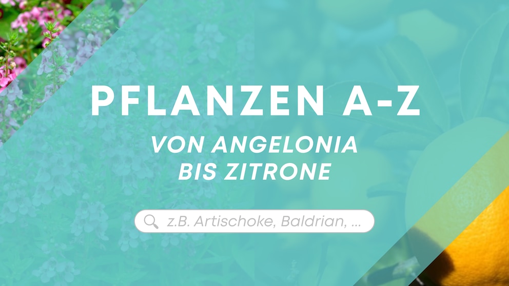 Angelonia und Zitrone