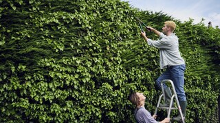 Mann schneidet gemeinsam mit Frau auf einer Leiter die Hecke