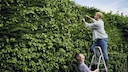 Mann schneidet gemeinsam mit Frau auf einer Leiter die Hecke
