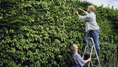 Mann schneidet gemeinsam mit Frau auf einer Leiter die Hecke