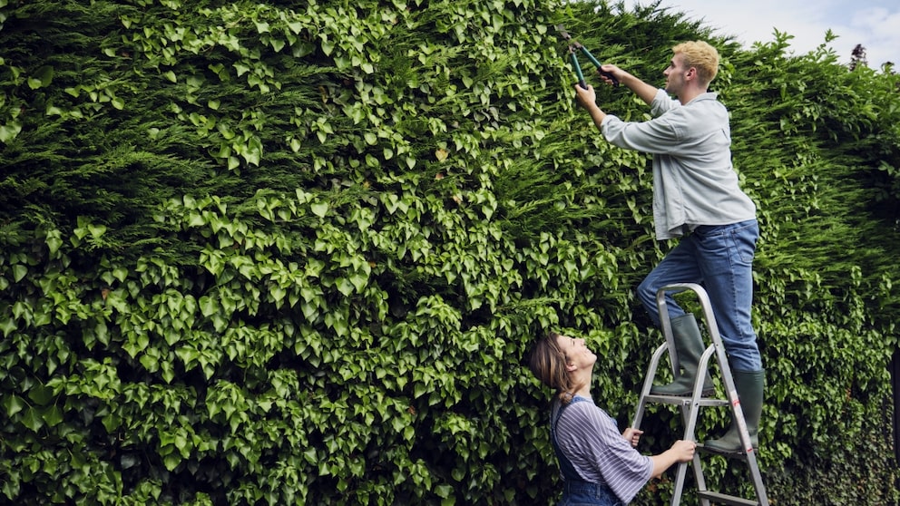 Mann schneidet gemeinsam mit Frau auf einer Leiter die Hecke