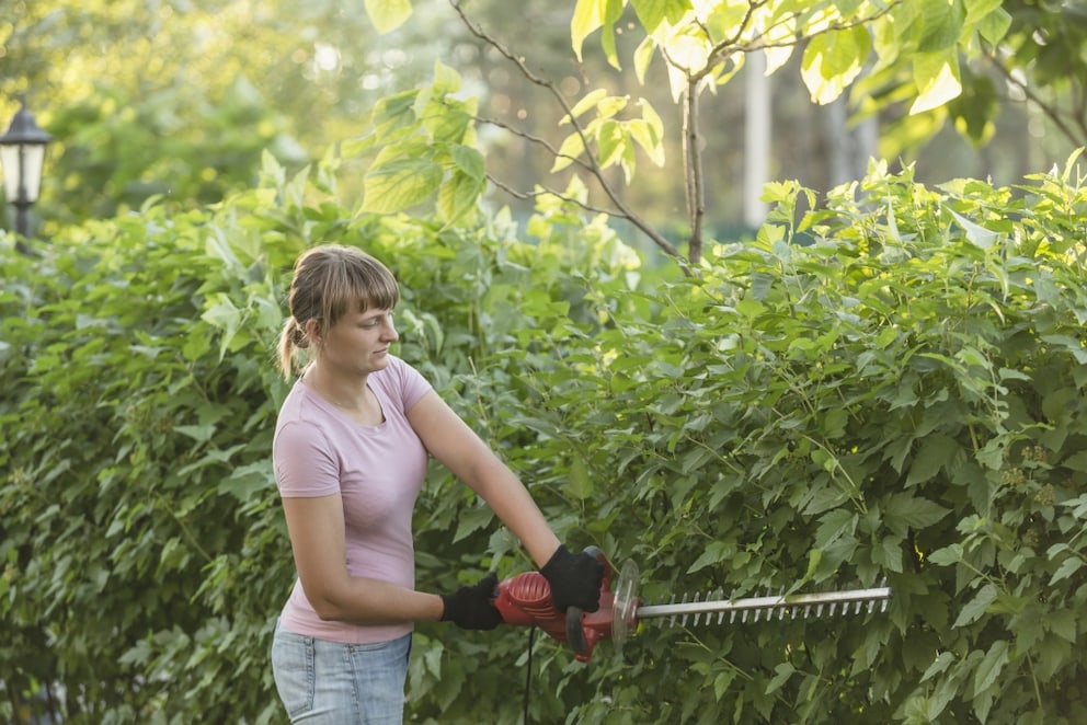 Heckenscheren im berblick: 9 Top-Modelle fr den Garten