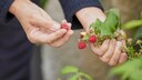 Für eine reiche Ernte müssen Himbeeren richtig gedüngt werden