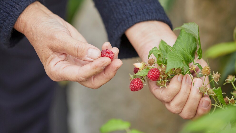 Für eine reiche Ernte müssen Himbeeren richtig gedüngt werden