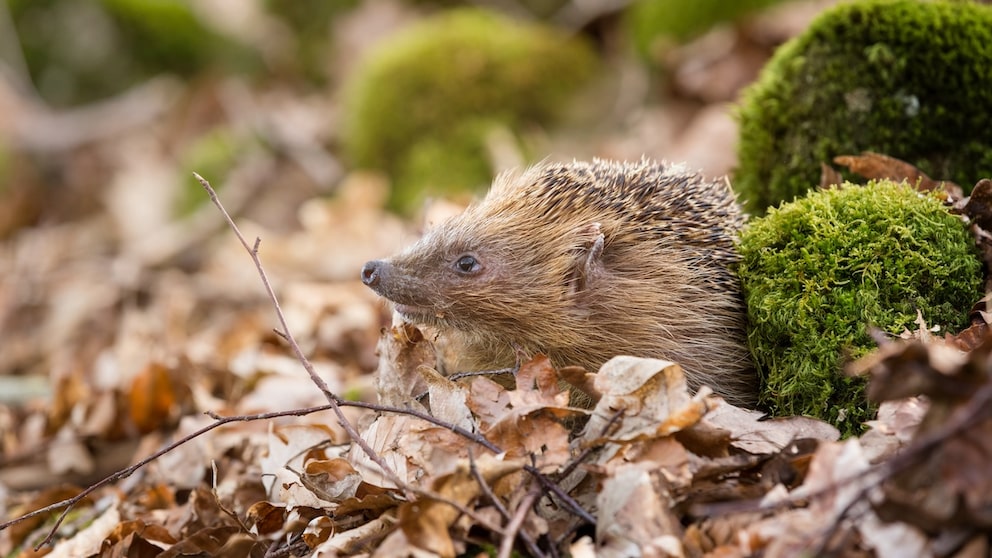 Im Herbst und Winter benötigen Igel unsere Unterstützung