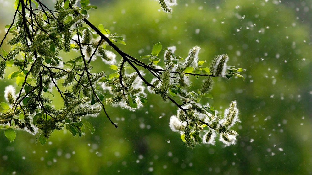 Manche Pflanzen verteilen Ihren Pollen mit der Hilfe des Windes