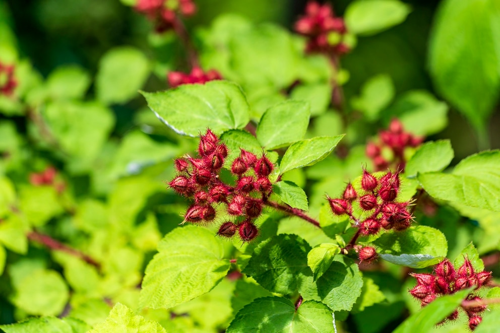 Rubus phoenicolasius