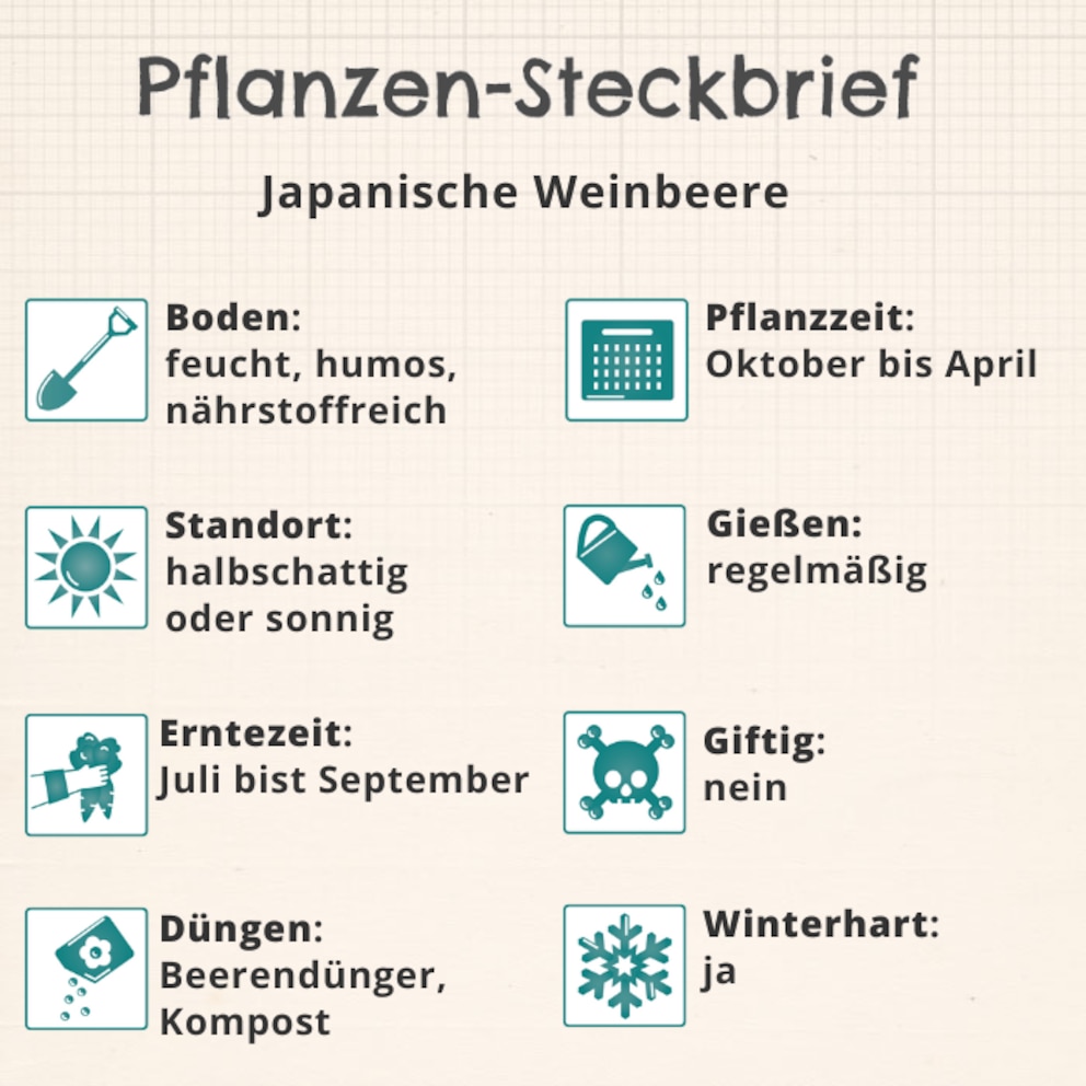 Japanische Weinbeere