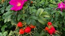 Die Kartoffelrose hat viele positive Eigenschaften, man sollte aber ein paar Dinge &uuml;ber diese Pflanze wissen, bevor man sie einpflanzt