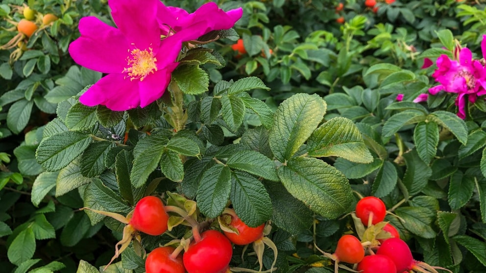 Die Kartoffelrose hat viele positive Eigenschaften, man sollte aber ein paar Dinge über diese Pflanze wissen, bevor man sie einpflanzt