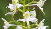 Die „grünliche Waldhyazinthe“ ist Orchidee des Jahres 2025