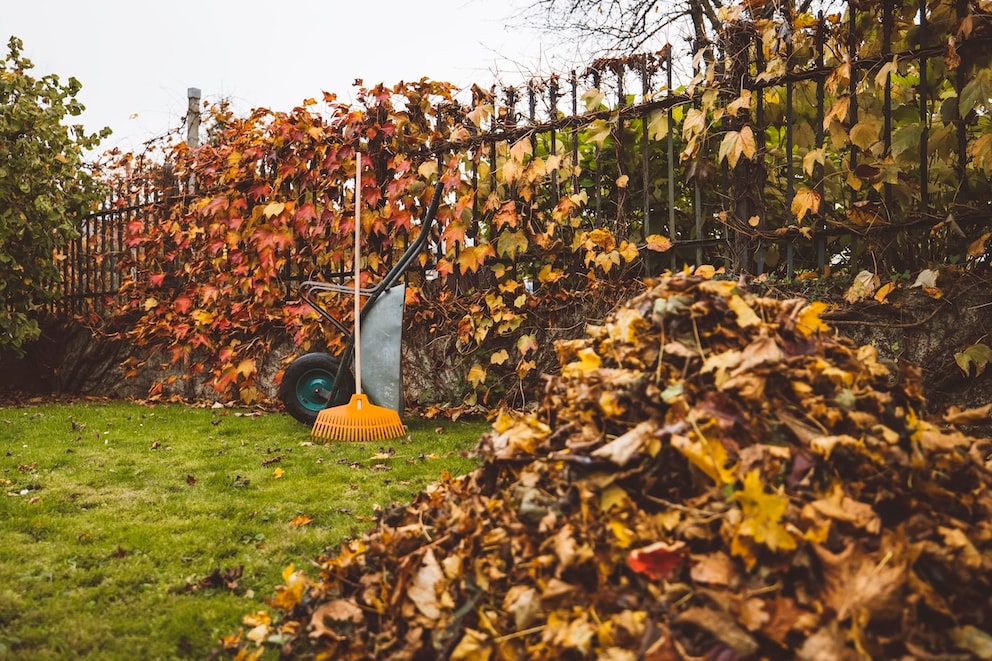 Was der Rasen im Oktober braucht